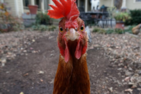 AGGRESSION AND THE ROLE OF SEROTONIN IN CHICKEN