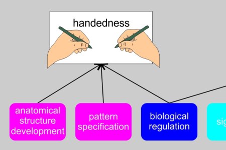 The Functional Genetics of Handedness and  Language Lateralization