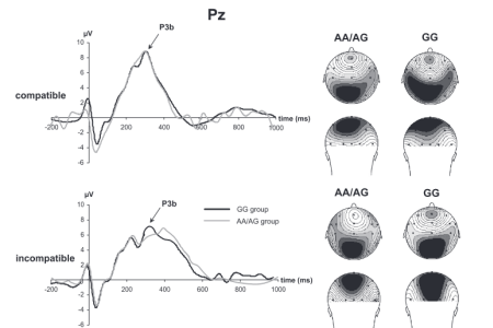Brain region counts: Dissociated effect of TNF-a on attention and action selection mechanism