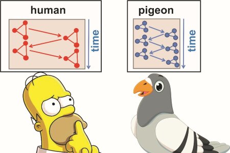 How  birds outperform humans in multitasking