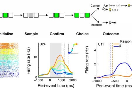 Neurons in the pigeon nidopallium caudolaterale signal the selection and execution of perceptual decisions