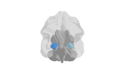 Ultra-high field imaging of the amygdala