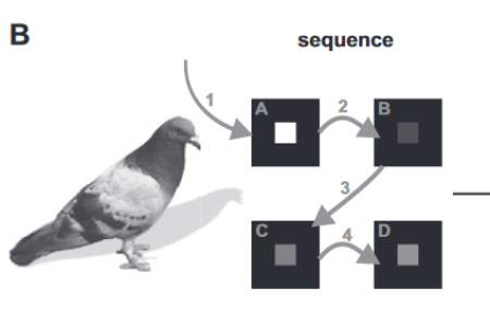 Identification of two forebrain structures that mediate execution of memorizedsequences in the pigeon