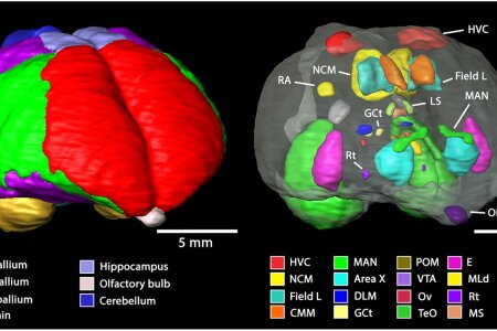A three-dimensional digital atlas of the starling brain