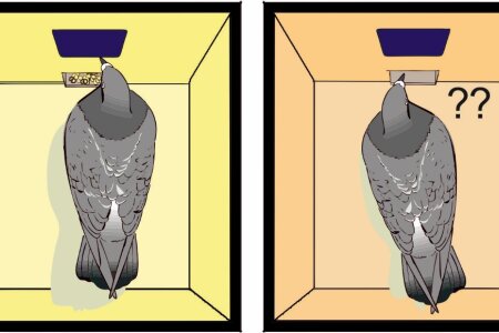 NMDA receptors in the avian amygdala and the premotor arcopallium  mediate distinct aspects of appetitive extinction learning.