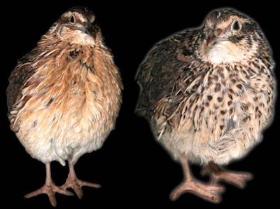 Asymmetries in quails retain a lifelong potential for plasticity