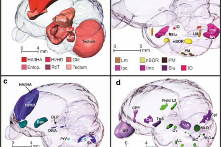 An MRI-based 3D digital atlas of the pigeon brain